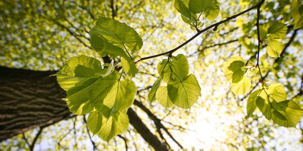 Natur - Gebr. Lorenzen GmbH & Co. KG